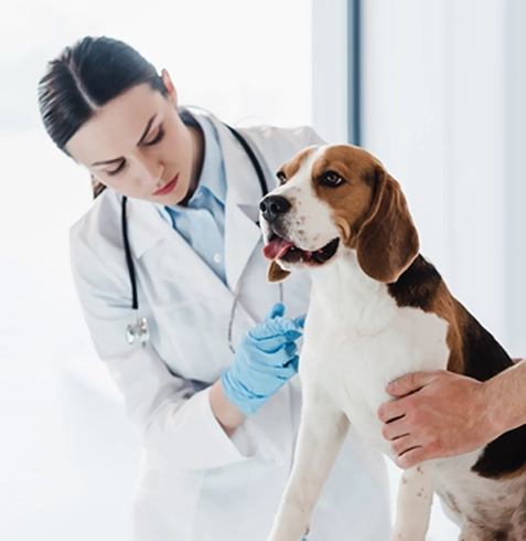 Başmakçı Veteriner